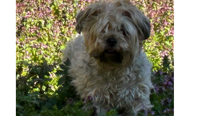 Lost Pet: Hailey