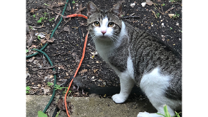 Lost Pet: Sham