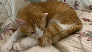 Lost Pet: Toby