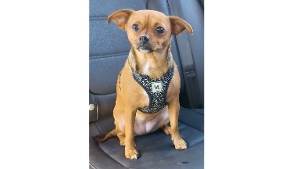 Lost Pet: Penny