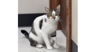 Lost Pet: Bogey