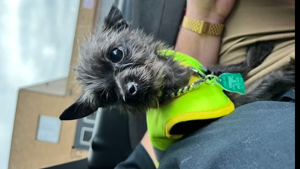 Lost Pet: Peludo