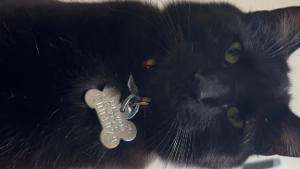 Lost Pet: Derek