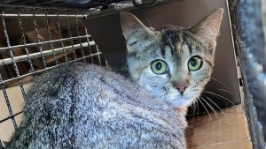 Lost Pet: Rosie