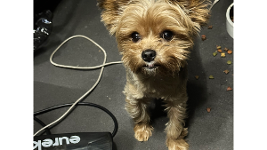 Lost Pet: Princeton Thomas