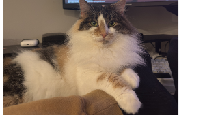 Lost Pet: Elphaba