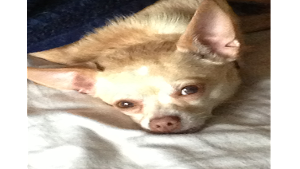 Lost Pet: Tank