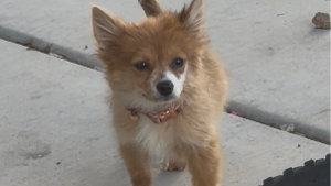 Lost Pet: lulu