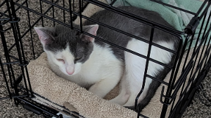Lost Pet: Panko
