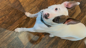 Lost Pet: Russ