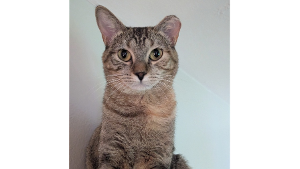 Lost Pet: Daphne Blake