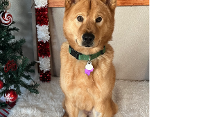 Lost Pet: Vixen