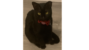 Lost Pet: Hey-hey
