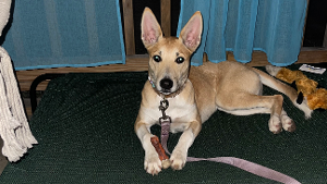 Lost Pet: Annabelle