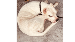 Lost Pet: MAMBO