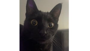 Lost Pet: Shadow
