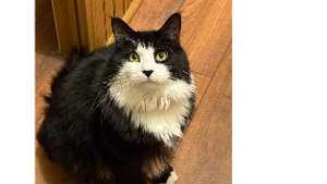Lost Pet: Murphy