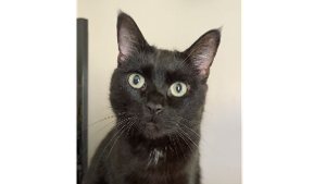 Lost Pet: Benjen