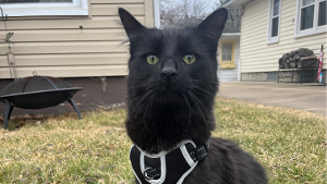 Lost Pet: Diesel ?deezy?
