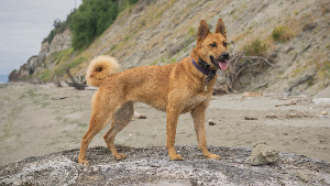 Lost Pet: Anko