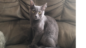 Lost Pet: Barbie