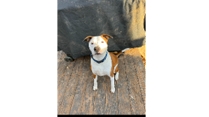 Lost Pet: Bullet