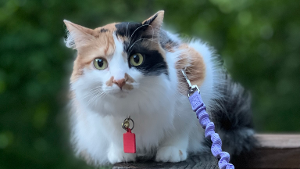 Lost Pet: Nico