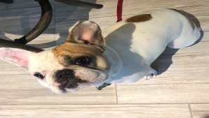 Lost Pet: Rocky