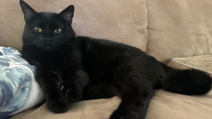 Lost Pet: Luna