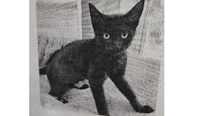 Lost Pet: Polaris