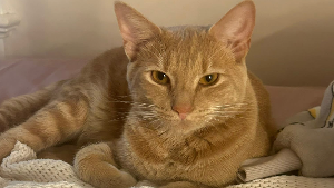Lost Pet: Bean