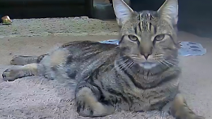 Lost Pet: Simba
