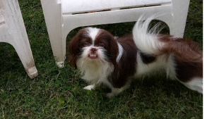 Lost Pet: GLIZZY