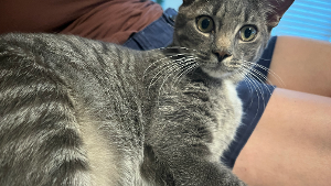 Lost Pet: Smokey