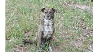 Lost Pet: CASH