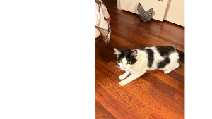 Lost Pet: Biscuit