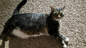 Lost Pet: Jon