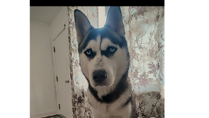 Lost Pet: PRECIOUS