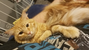 Lost Pet: Fezzik