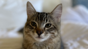 Lost Pet: Hank