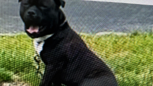 Lost Pet: RICO