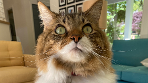 Lost Pet: Mickey