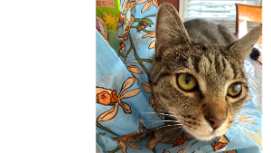Lost Pet: Pearl