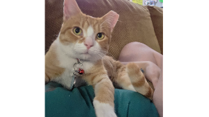 Lost Pet: Nigel