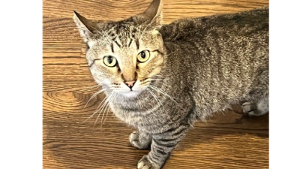 Lost Pet: Loki