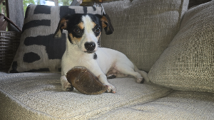 Lost Pet: Jack