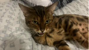 Lost Pet: Bagel