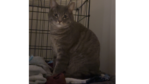 Lost Pet: Peanut
