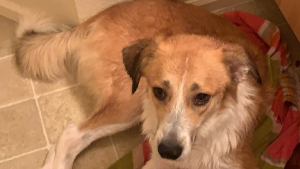 Lost Pet: Darla