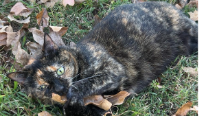 Lost Pet: Shadow